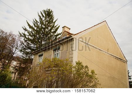 old house in munich, tree, wood, autumn