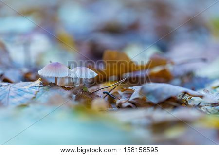 Macro Of Small Uneatable Mushrooms Growing In Autumn Forest