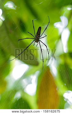 a female Golden Web Spider Nephila pilipes