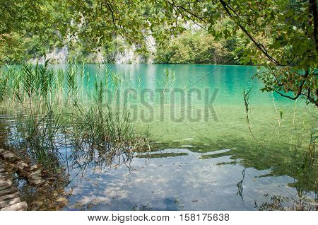 Turquoise transparent waters among green trees and reed in summer. Plitvice lakes national park Croatia