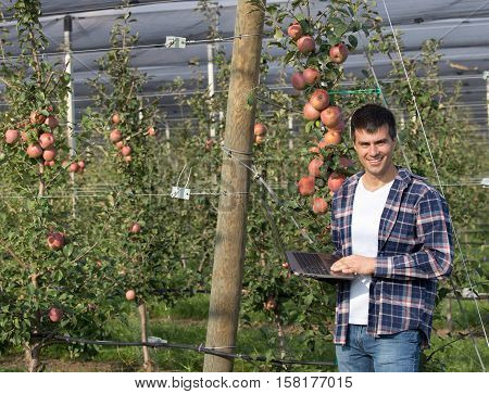 Farmer With Laptop In Orchard