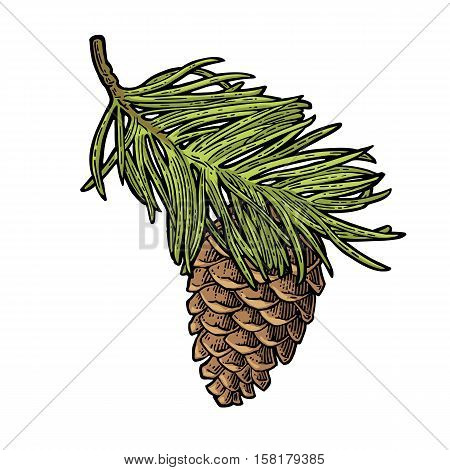 Pine cone and branch of fir tree. Isolated on white background. Vector vintage color engraving illustration.