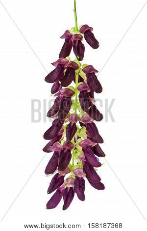 Mucuna Pruriens Flower