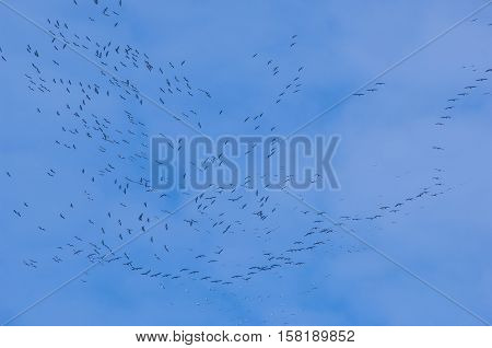 Cranes flying against a blue sky France