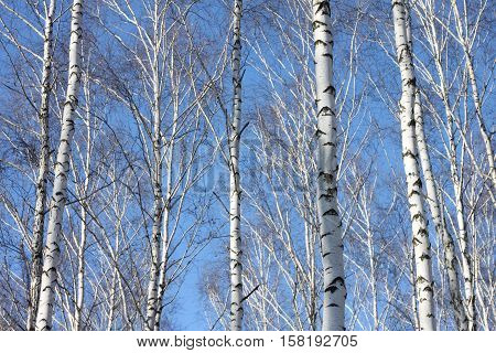 Beautiful landscape with white birches against blue sky. Birch trees in bright sunshine. Birch grove in autumn. The trunks of birch trees with white bark.