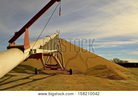 Beans transported with a tube elevator to an outside storage pile