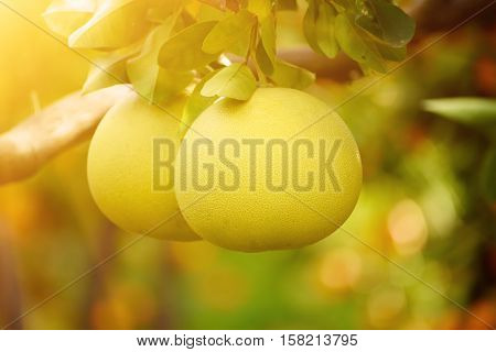 Ripe pomelo fruits hang on the trees in the citrus garden. Harvest of tropical pomelo in orchard. Pomelo is the traditional new year food in China, it gives luck. Agricultural food background
