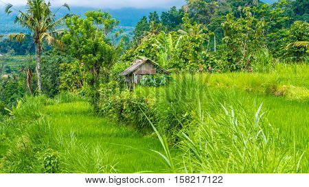 Rice tarrace under Water in Sidemen, Bali, Indonesia