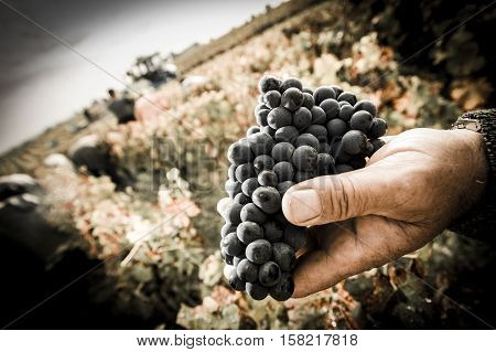 Grapes harvest Farmers hands with freshly harvested black grapes Medoc France