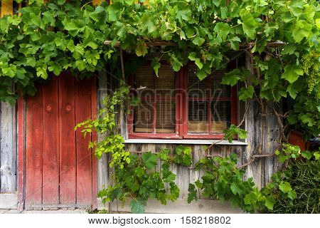 Grapevine climbing on ancient wooden facade in the village of Le Canon, Bassin d'Arcachon, France