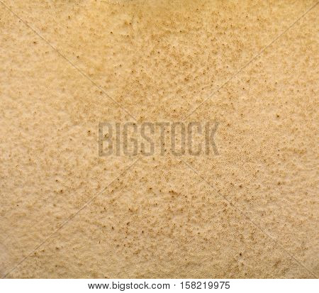 pore mushroom abstraction background forest mushroom hat