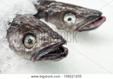 Fresh sea fish on ice market. Spain