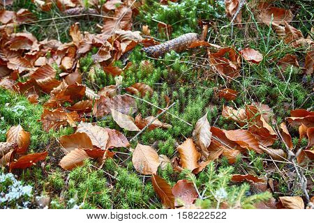 Fir Cone On The Forest Floor. Autumn Background
