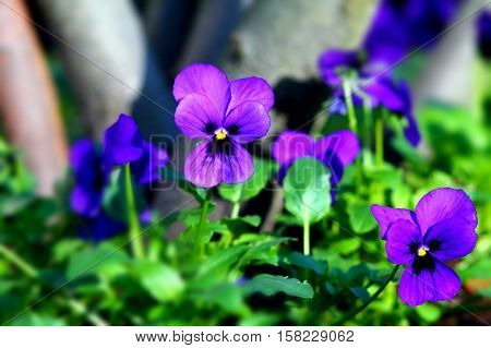 Purple heartsease in flowerbed with selected focus.