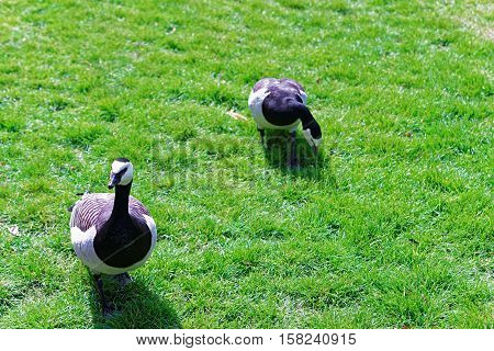 Geese In Park In Leeds Castle In Kent Uk