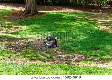 Geese In The Park In Leeds Castle In Kent Uk