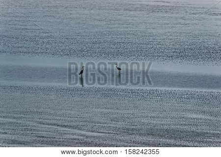 Herons At English Channel In Normandy Of Manche In France