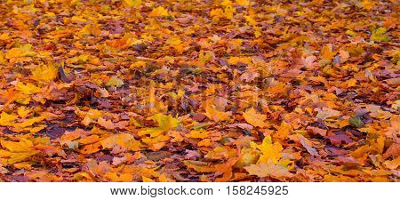 Background image of fallen, autumn leaves of maple.