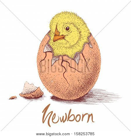 chick hatched from eggs. Animal life.Hand drawn work.Vector illustration
