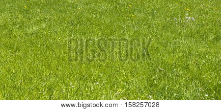 Background image of green, fresh, summer grass.