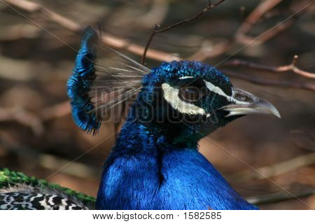 Pavo real
