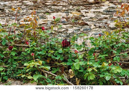 Wine Red Rose Bush At The Garden