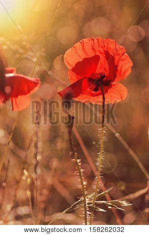 Red poppies in summer morning on the field.