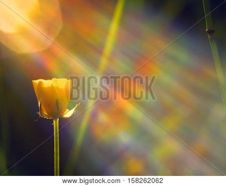 buttercup in the morning sunshine with glass reflection
