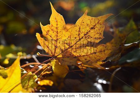 Sun is shining through leaf in autumn