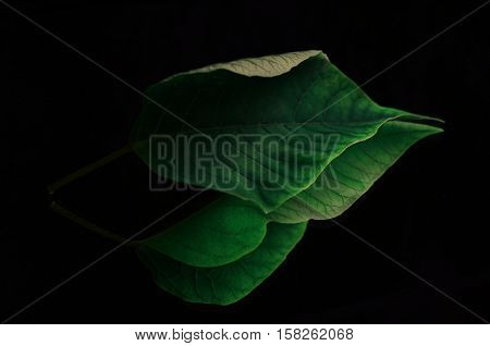 Green leaf lying on mirror on black background