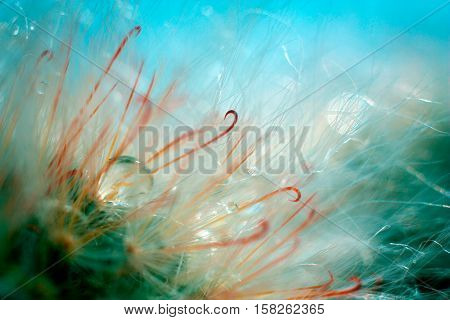 Macro of droplets with sparkle and reflection of blue flower on cactus's spine