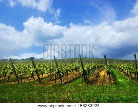 Vineyard in France. Wine production - planting grapes in good weather. Alcohol industry wine production process.