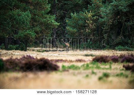 Red Deer Stag Walking Alone In Field Near Forest. National Park Hoge Veluwe.