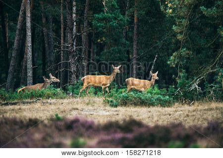 Alert Herd Of Red Deer Hinds At The Edge Of Forest. National Park Hoge Veluwe.