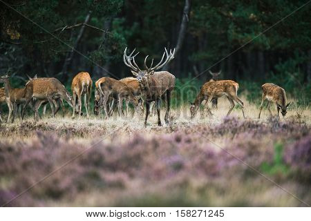 Red Deer Stag With Herd Of Hinds Walking Towards Camera. National Park Hoge Veluwe.