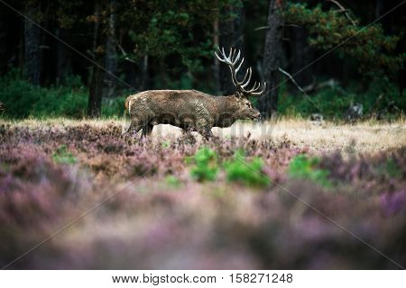 Red Deer Stag Walking In Heath During Mating Season. National Park Hoge Veluwe.
