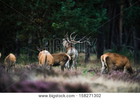 Roaring Red Deer Stag Between Herd Of Hinds In Mating Season. National Park Hoge Veluwe.