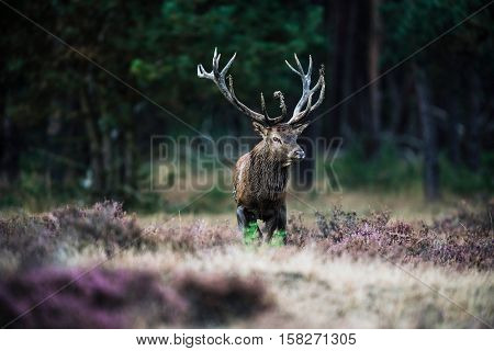 Solitary Red Deer Stag With Big Antlers Standing In Heath. National Park Hoge Veluwe.