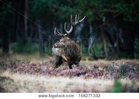 Solitary Red Deer Stag With Big Antlers Standing In Heath. National Park Hoge Veluwe.