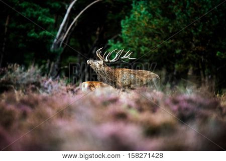 Roaring Red Deer In Mating Season. National Park Hoge Veluwe.
