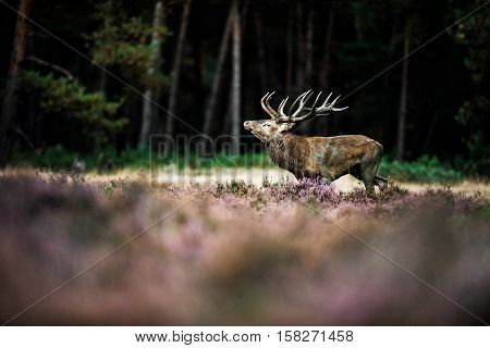 Roaring Red Deer In Mating Season. National Park Hoge Veluwe.