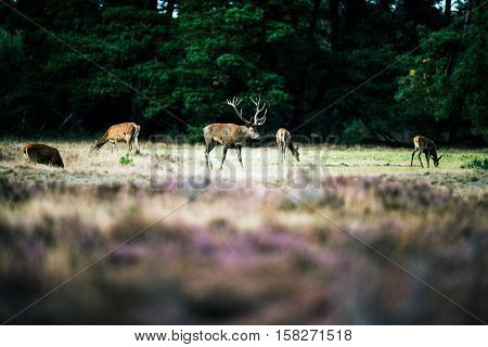 Red Deer Stag Walking Between Hinds During Rutting Season. National Park Hoge Veluwe.