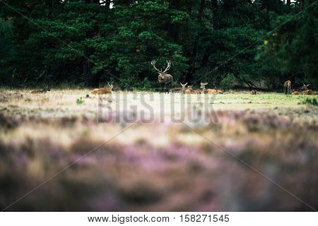 Red Deer Stag Standing Between Herd Of Hinds In Rutting Season. National Park Hoge Veluwe.