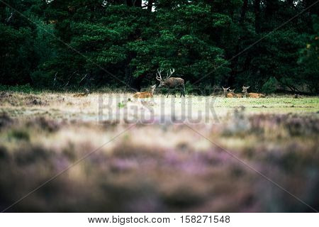 Red Deer Stag Smelling Nose Of Doe In Rutting Season. National Park Hoge Veluwe.