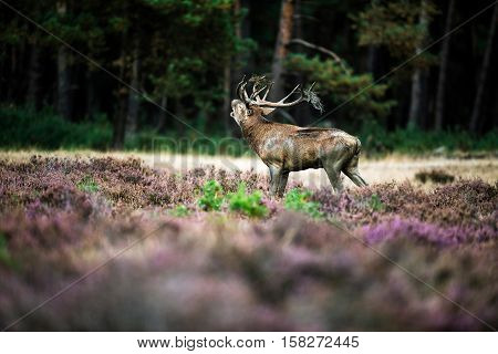 Roaring Red Deer In Rutting Season. National Park Hoge Veluwe.
