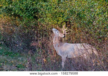 Piebald Whitetail Deer Buck standing in a thicket during the rutting season.