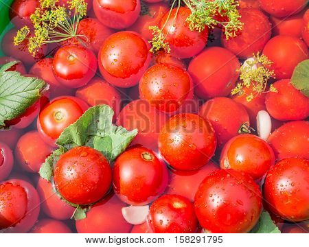 Pickled tomatoes with herbs in the wooden cask.