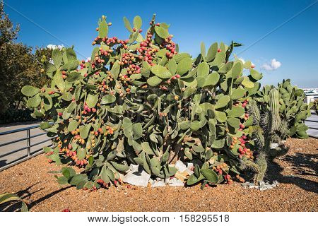 Giant saguaro cactus  in Baku park, Azerbeijan.