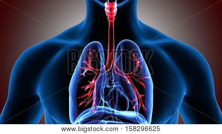 Human Bronchus Anatomy Illustration. 3D rendering system
