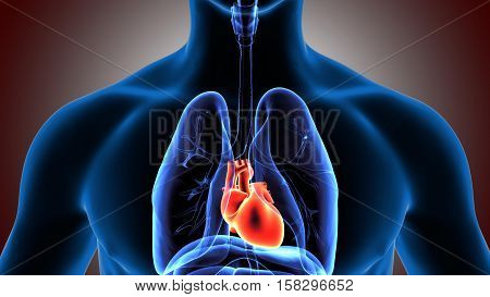 Human Bronchus Anatomy Illustration. 3D rendering system
